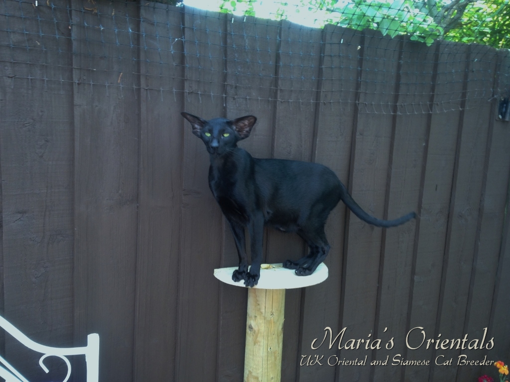 Maria's Orientals Oriental and Siamese Kittens for Sale South Wales and UK